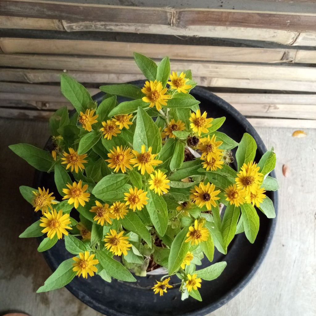 TanamanBungaMatahariKecil