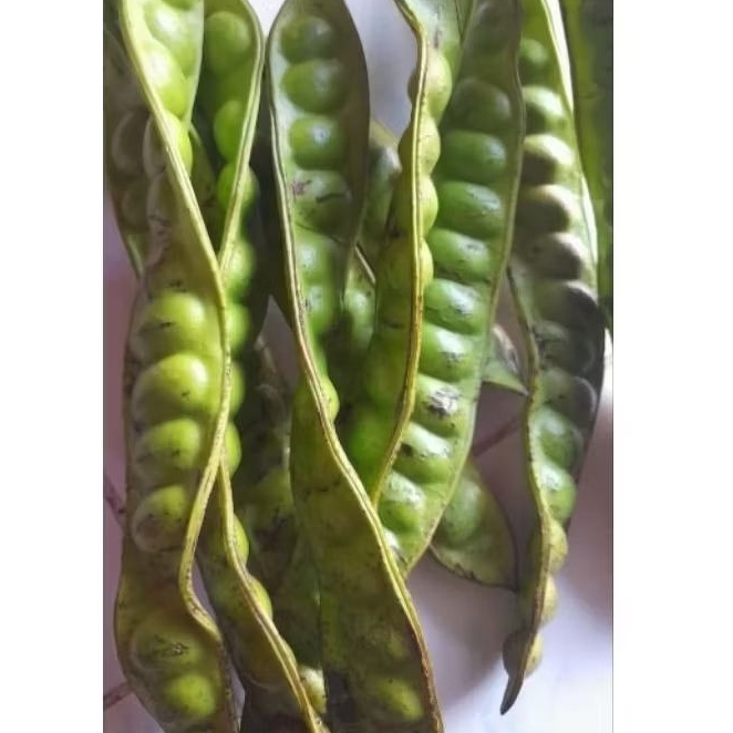 

Petai Tua pohon fresh (per papan)