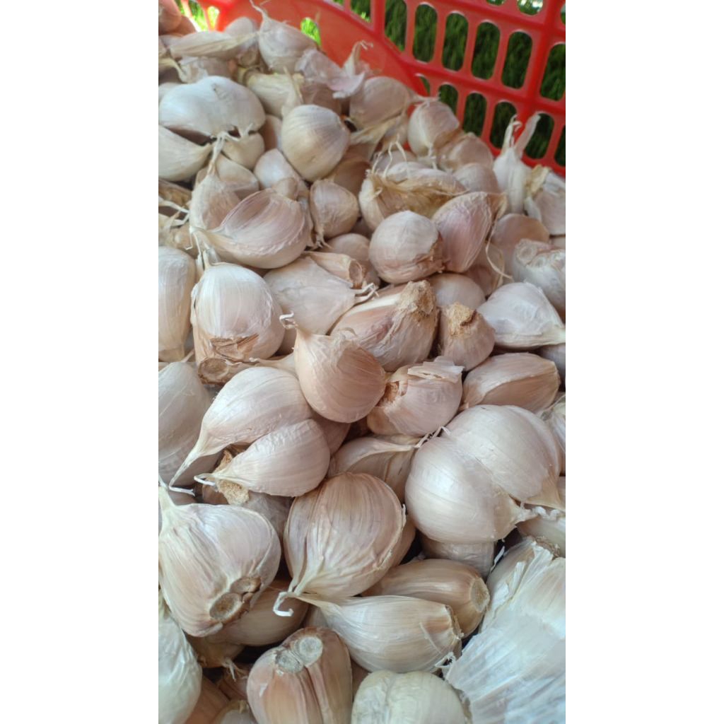 

bawang putih kating bersih 500gr