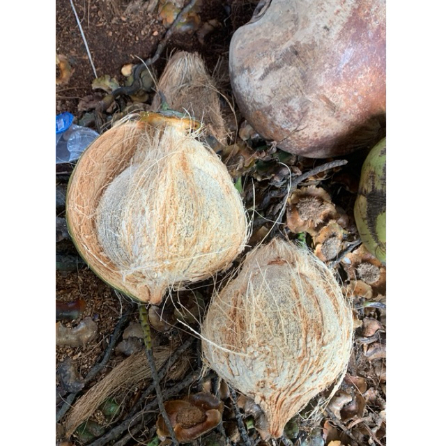 

Kelapa Tua untuk Santan berat di atas 1000 Gram