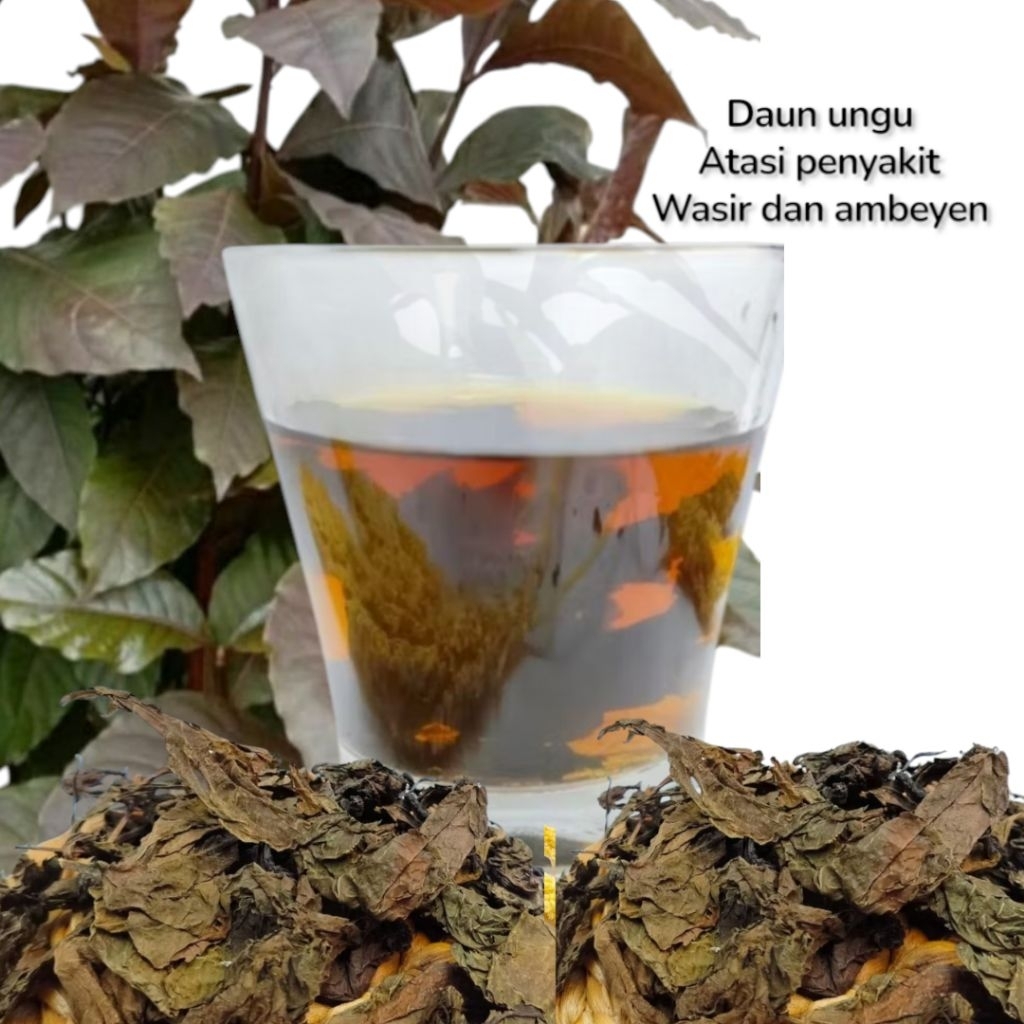 

Daun ungu herbal alami 250gr atasi wasir ambeyen
