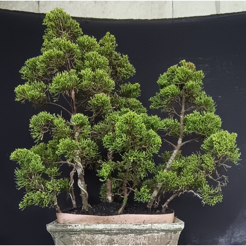 bonsai cemara sinensis