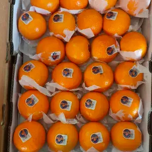 

Jeruk wogan(citrus manis)