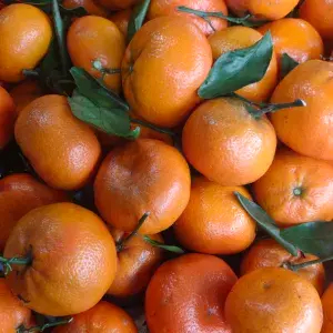 

jeruk santang daun (Birma)