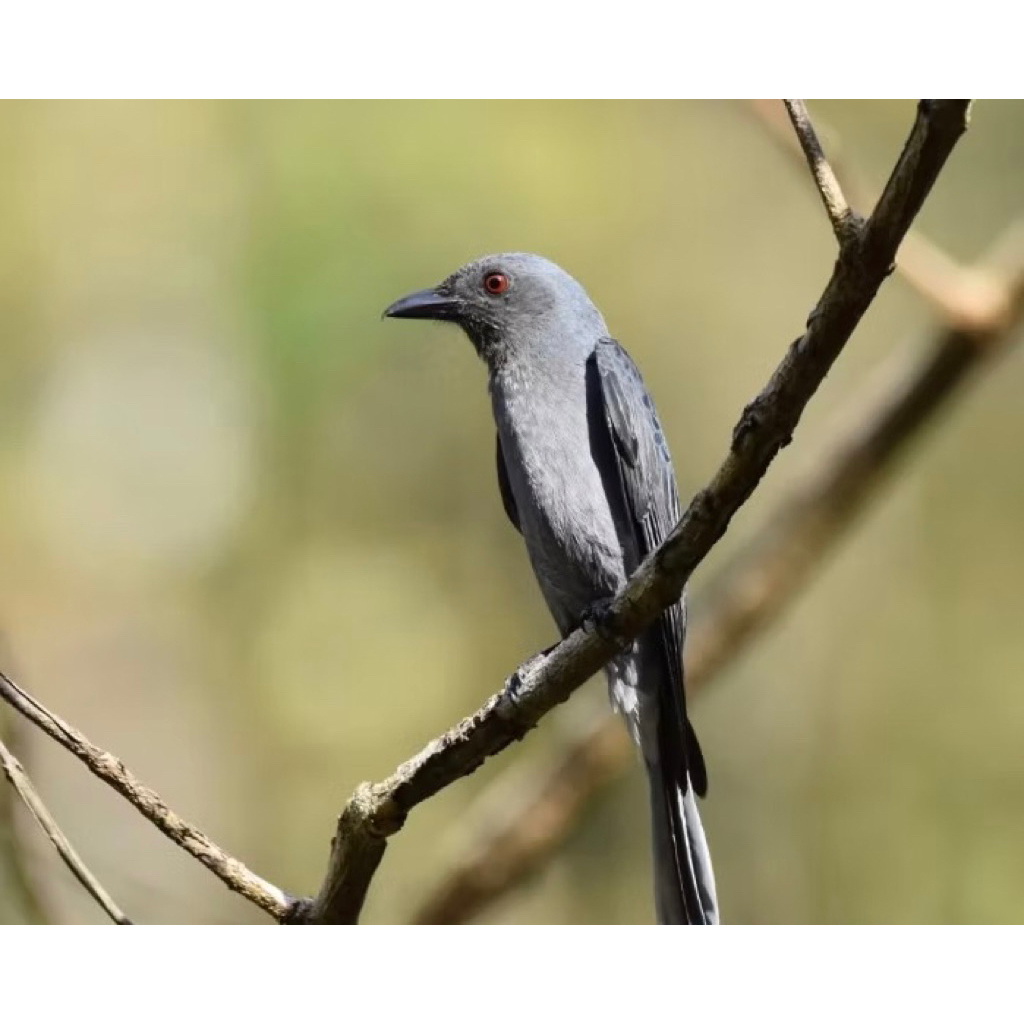 srigunting abu pilihan  rawatan