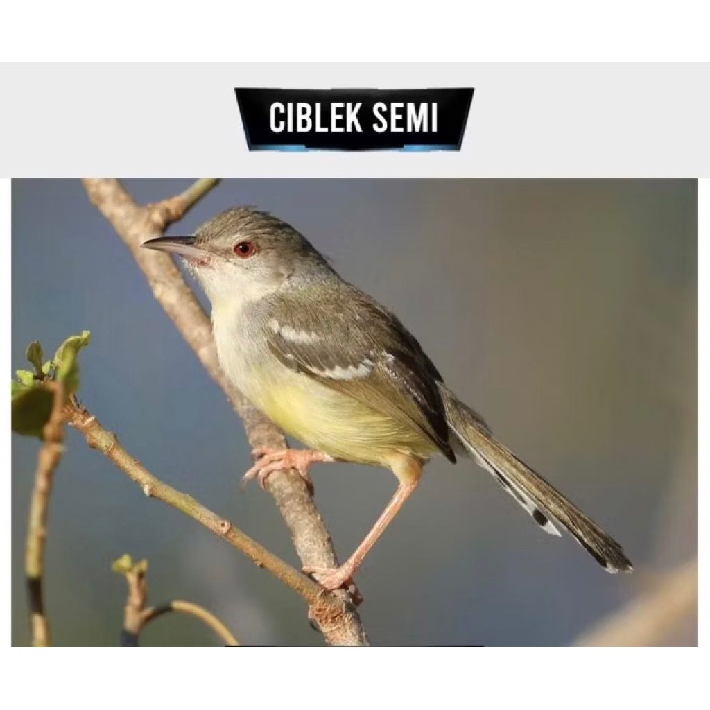 ciblek semi pilihan jantan super