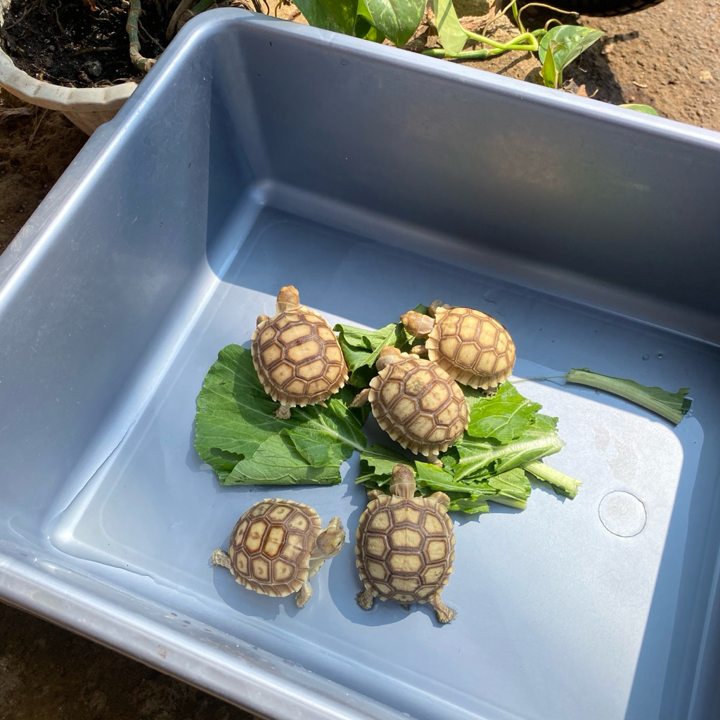Miniatur Kura Darat Sulcata – Replika African Spurred Tortoise