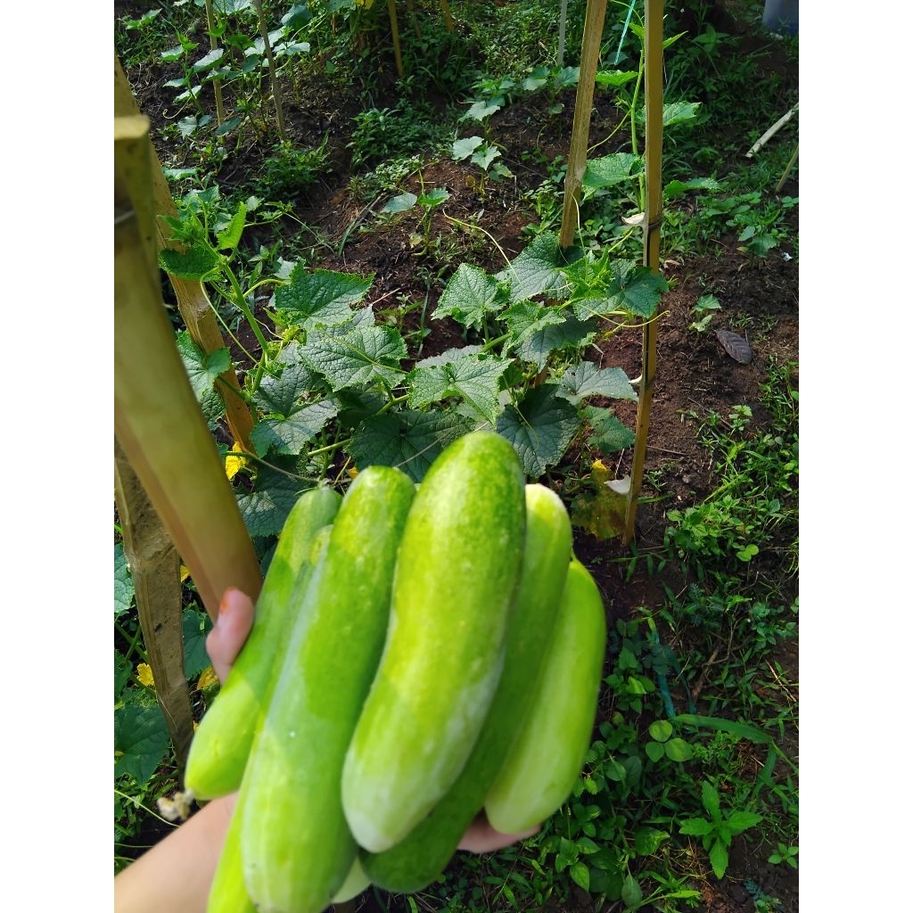 

Mentimun organik segar bonteng 1kg