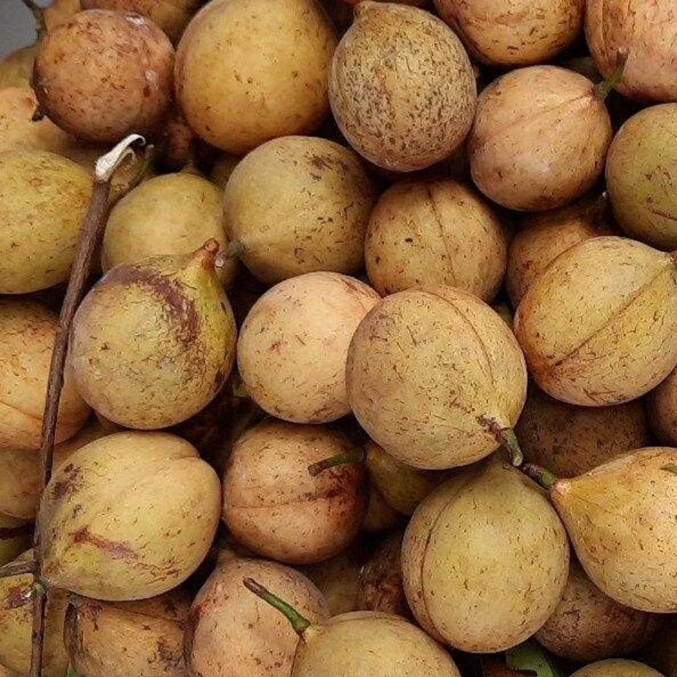

buah pala bulat segar bisa di buat manisan per 1 kg