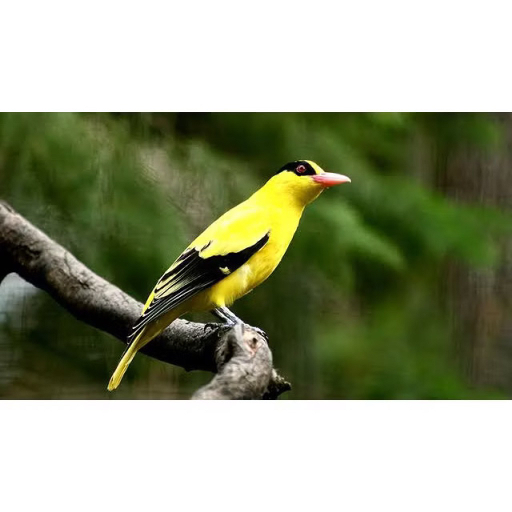 KEPODANG EMAS JW JANTAN pilihan