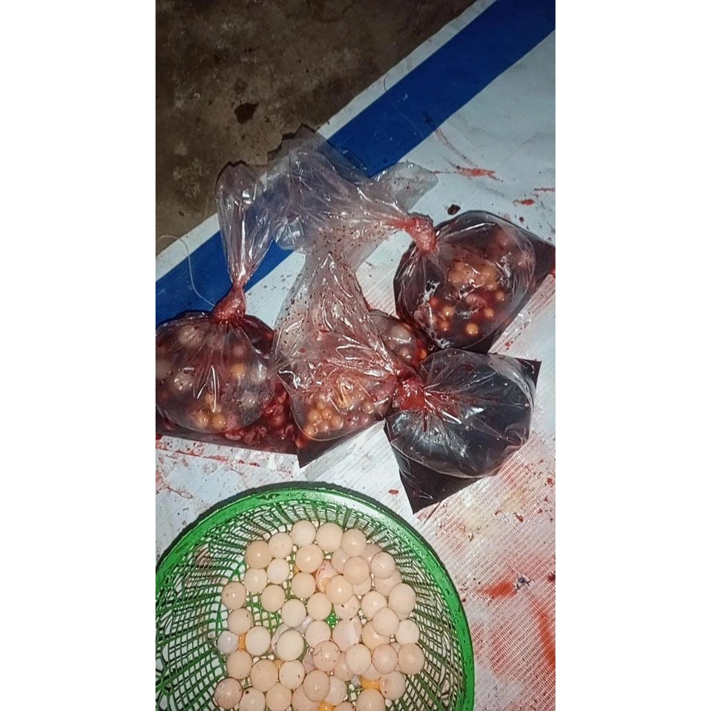 umpan gacor galatama uritan bulus/telur bulus campur darah bulus