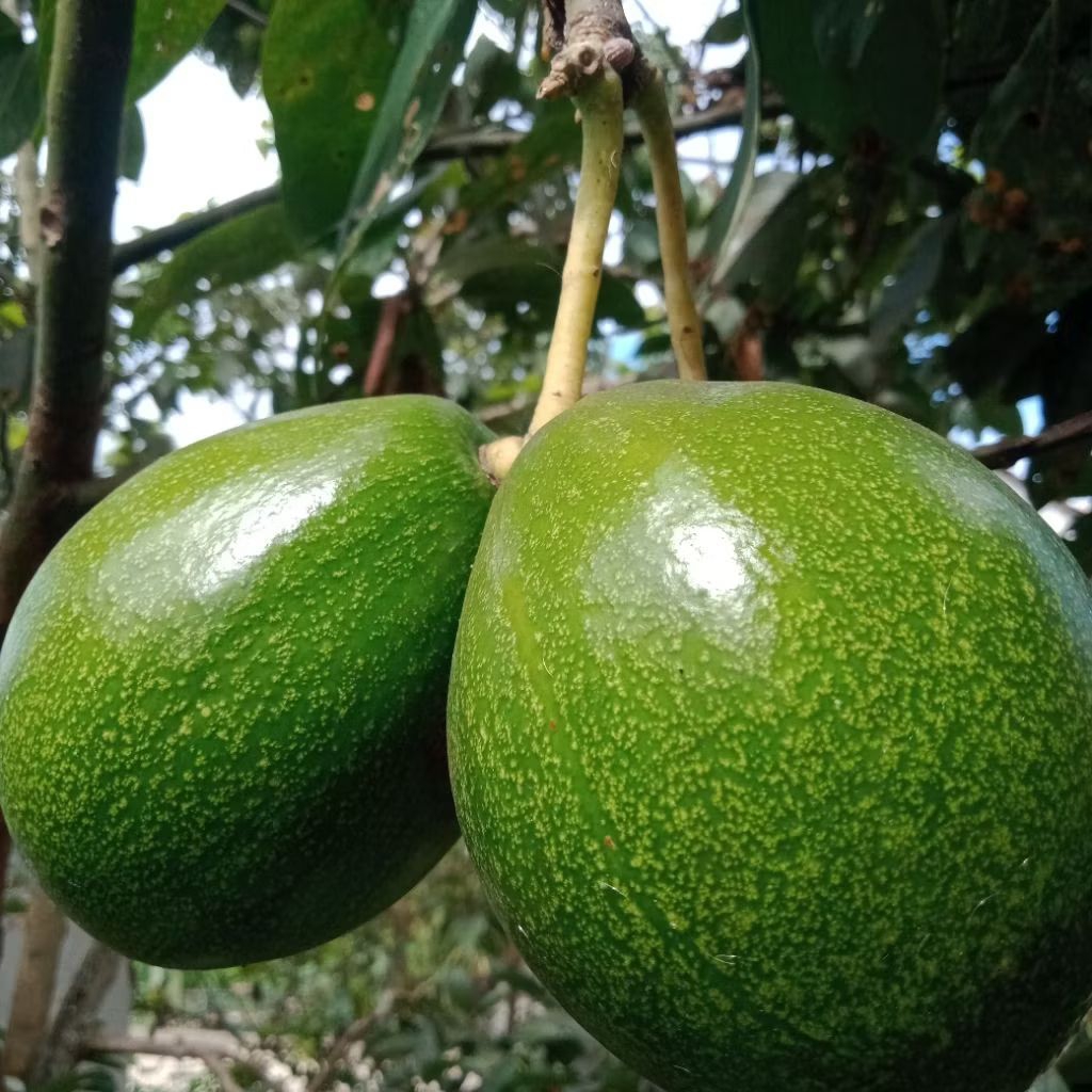 

Al pukat Lampung 1kg