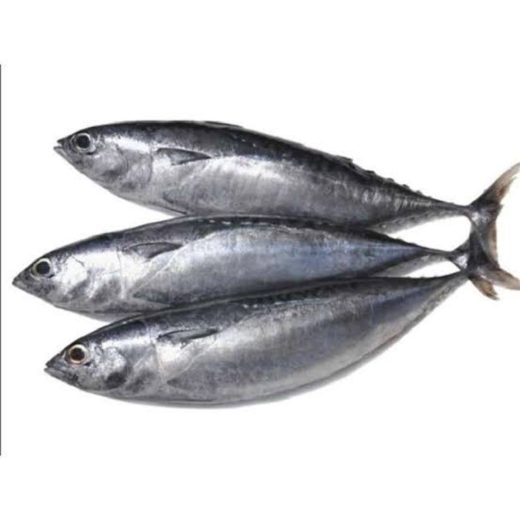 

Ikan Tongkol Segar (Ikan Fresh)