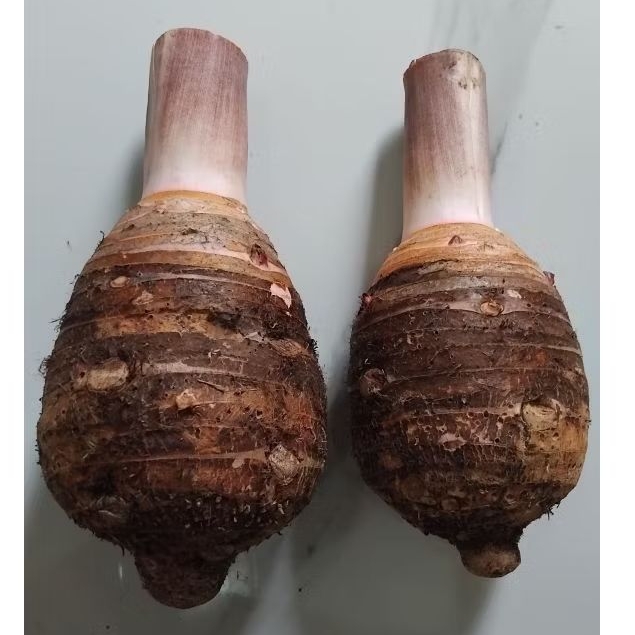 

talas bogor / talas pratama 2 / talas jumbo / talas ketan pulen legit