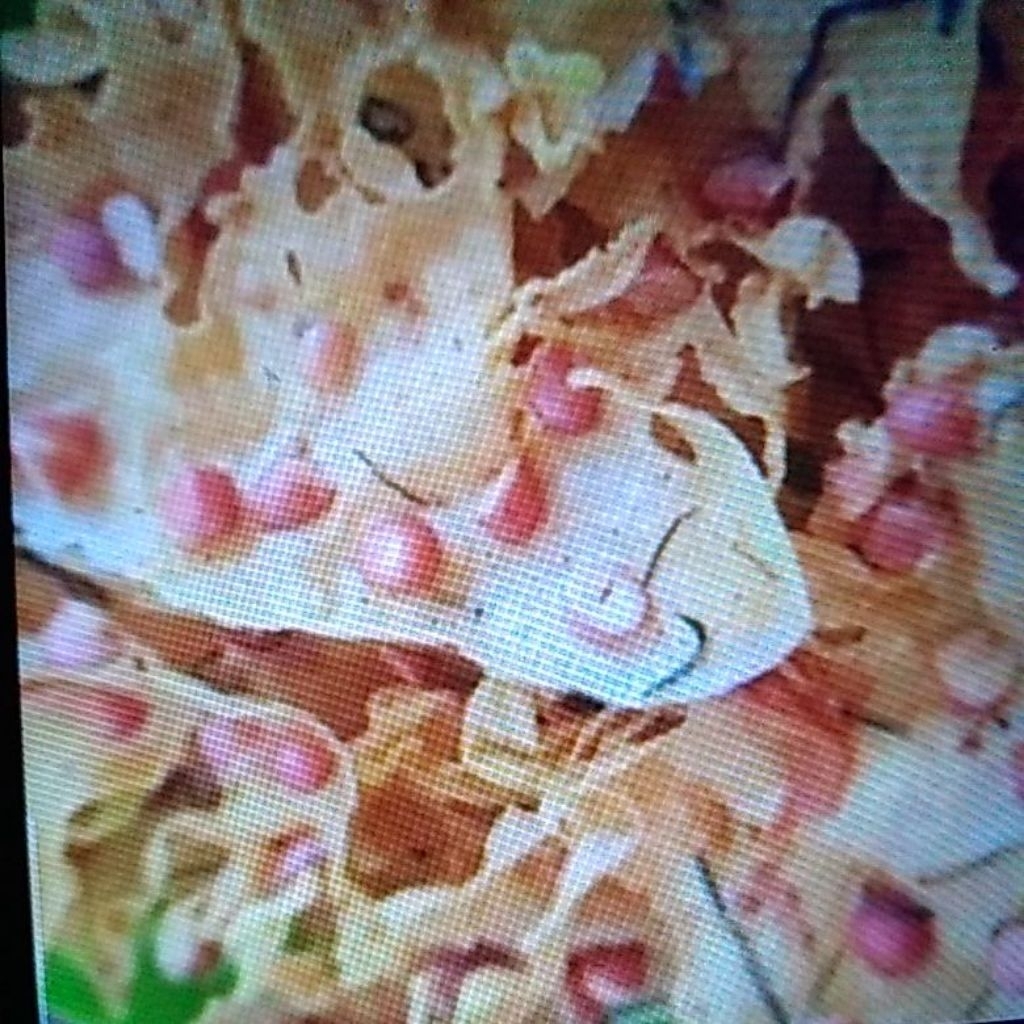 

Rempeyek / Peyek Kacang 500gr enak gurih