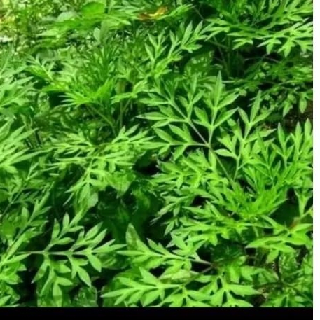 

pucuk daun kenikir daun kenikir sayur