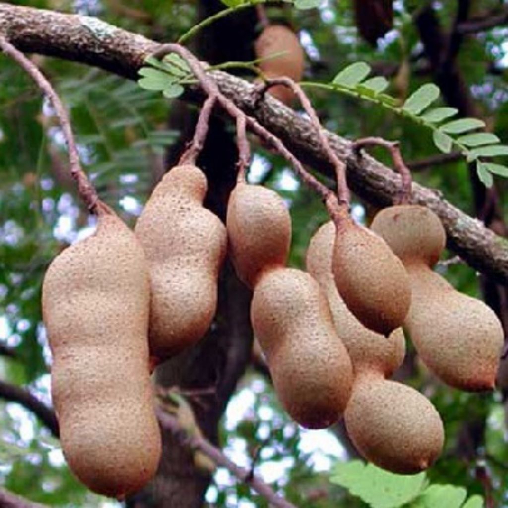 

Buah Asam Jawa Bumbu Masak 500gr Tua