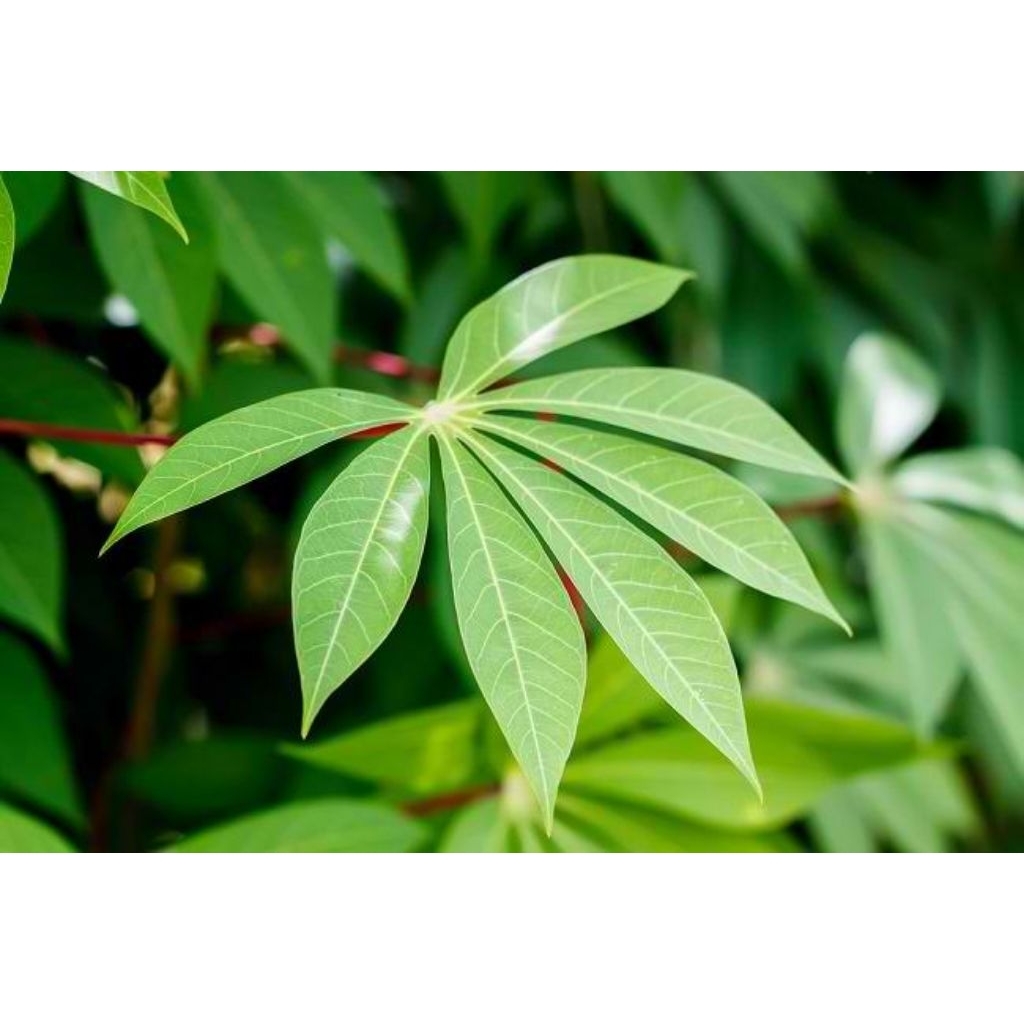 

daun singkong fresh 1 ikat 500g pesan baru metik,