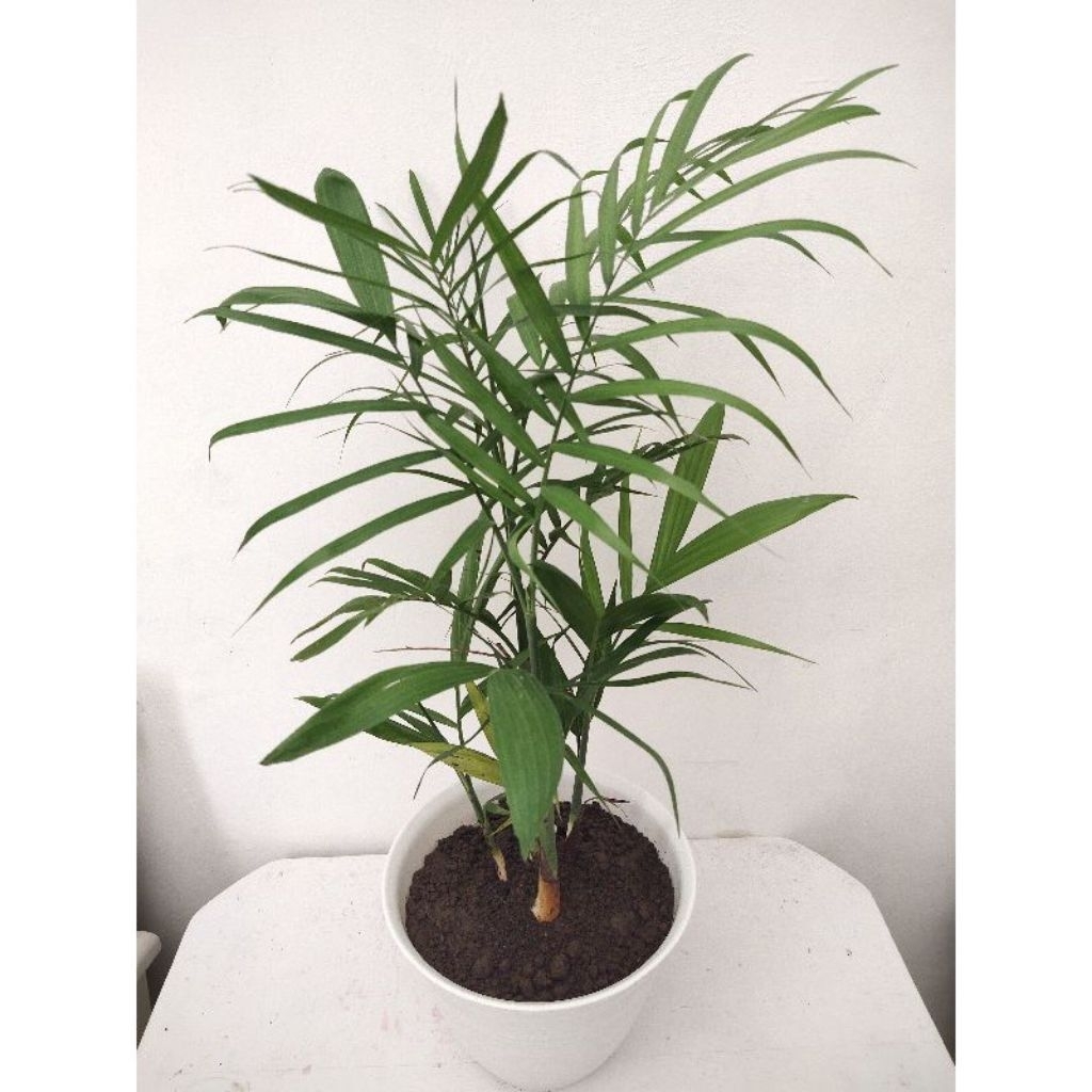 Tanaman Hias Palem Komodoria- Bibit Palem Komodoria- palm komodoria