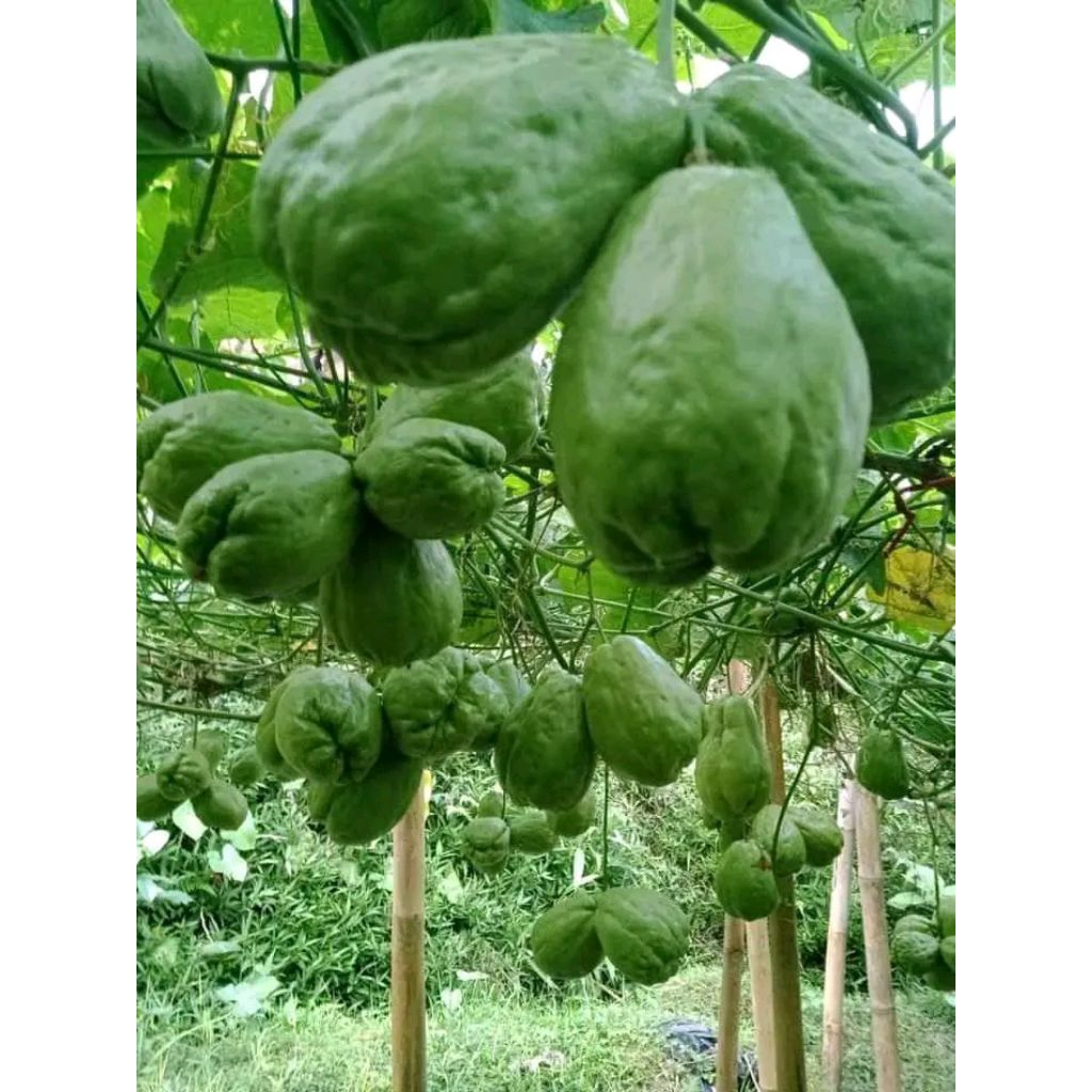 

Labu siam anggur Siap Tanam Berbuah Lebat Hasil panen memuaskan