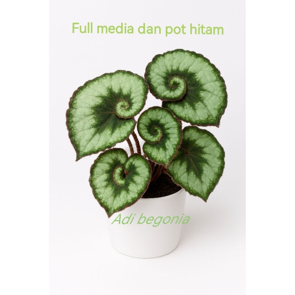 tanaman hias begonia keong escargot versi remaja di kirim full media dan pot hitam uk17