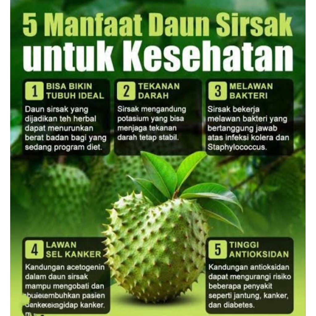 

Daun sirsak/sirsat/obat alami/obat herbal segar 50 lembar
