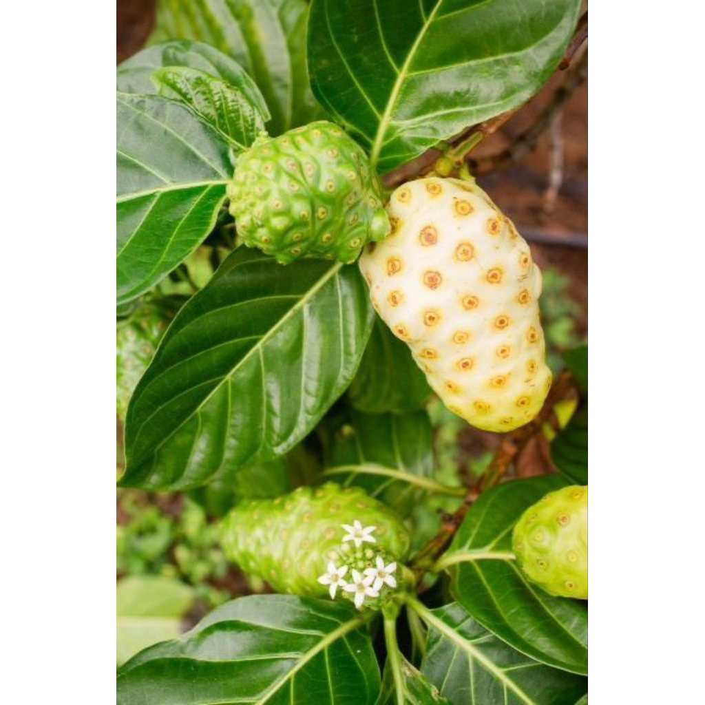 

Buah Mengkudu / Pace 1kg