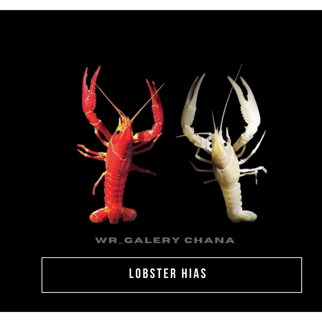 Hiasan Aquarium Lobster Hias