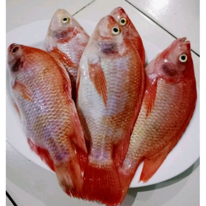 IKAN NILA MERAH HITAM HIDUP 1 KG