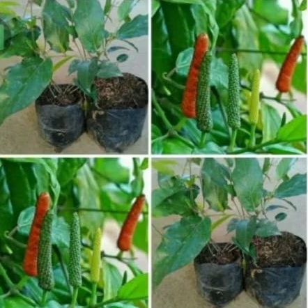 

bibit cabe jawa, benih pohon cabe jawa sudah subur, siap tanam