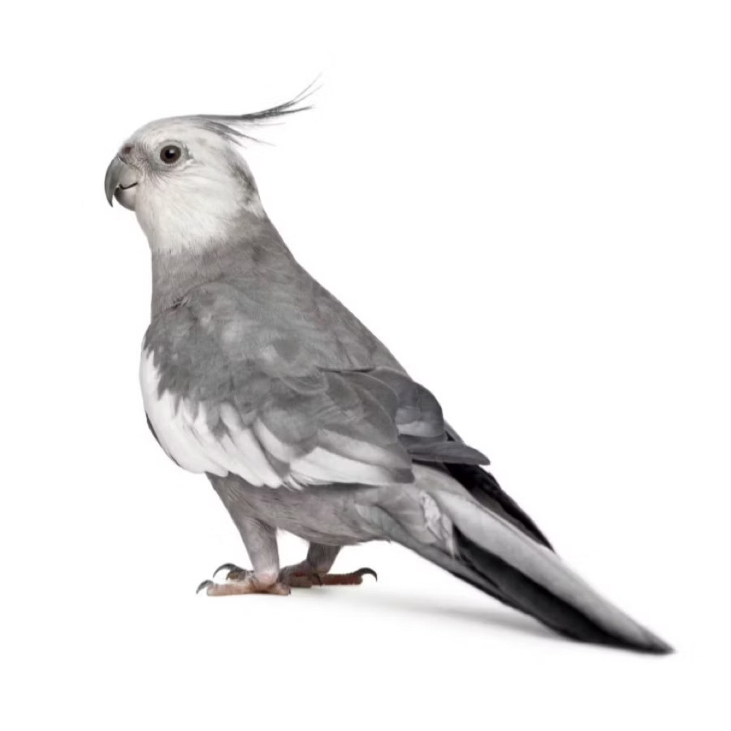 Burung Cockatiel Falk Parkit Australia Warna White Face pilihan