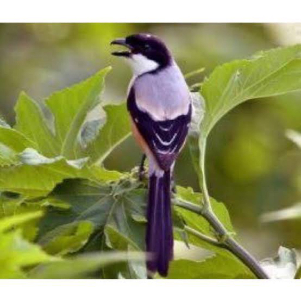 pentet blangkon Madura pilihan mulus josss