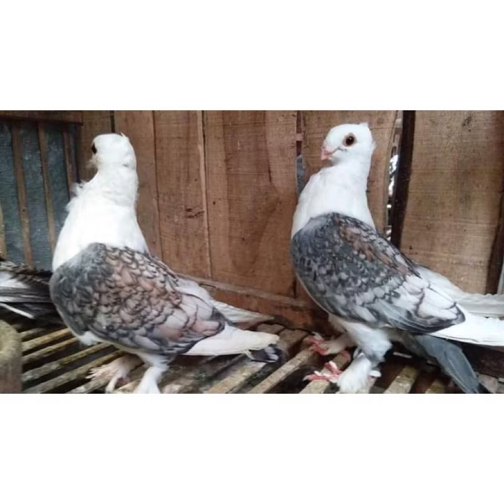 Burung Merpati Hias Santinet Sepasang