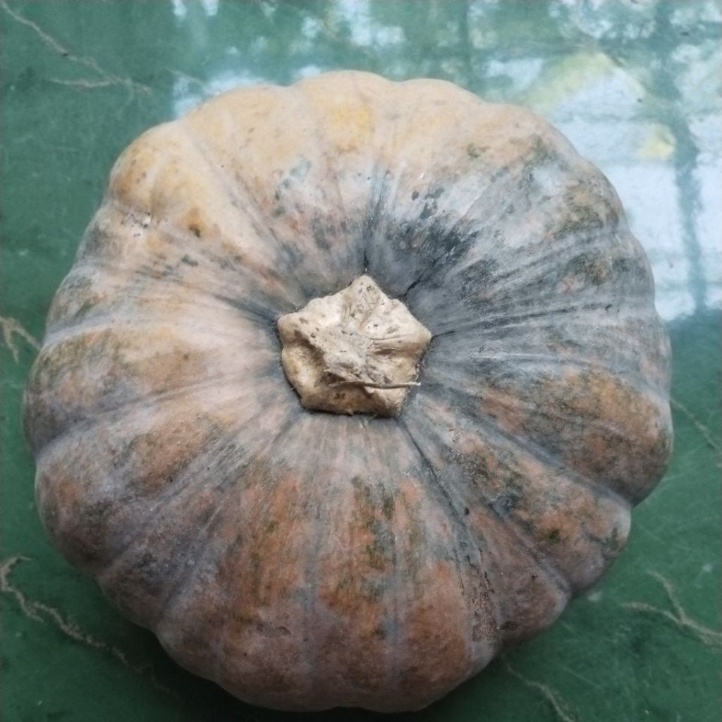 

labu kuning1 bulat utuh, tua pulen berat 900 gr.