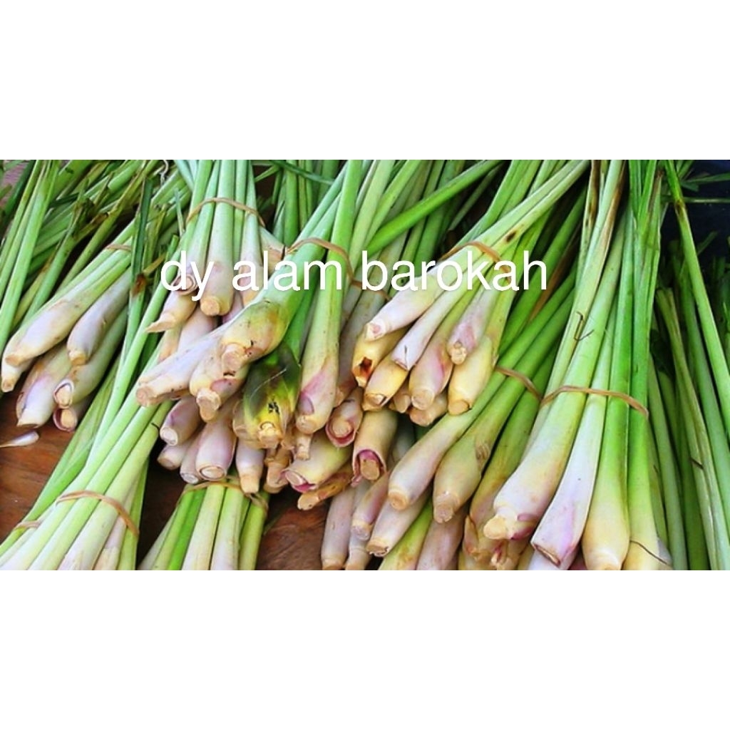 

sereh lokal segar asli super murah 500gr