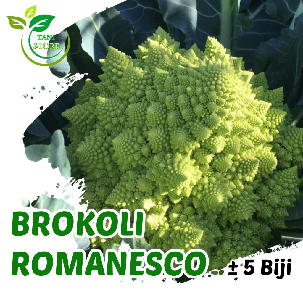 

Benih Bibit Brokoli Romanisco Unggul Repack ±5 Biji