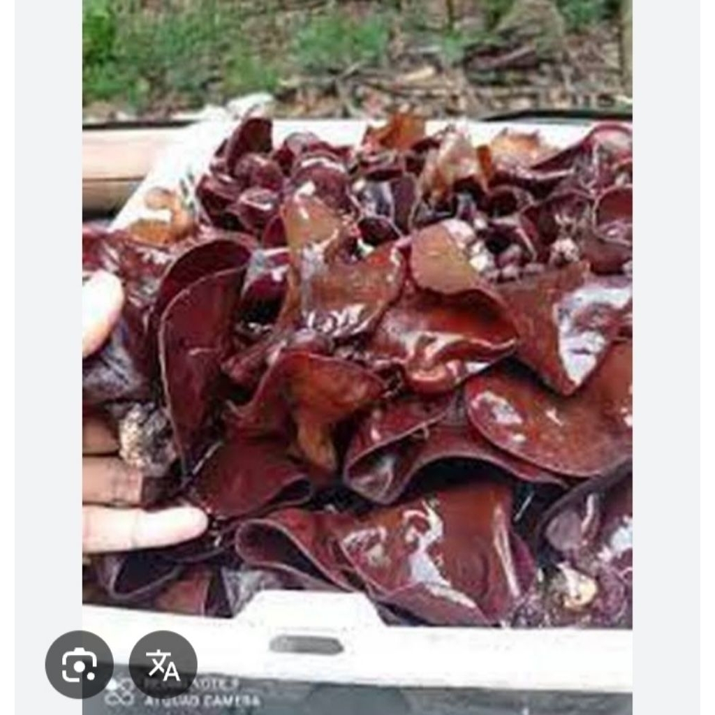 

1 bngks jamur kuping