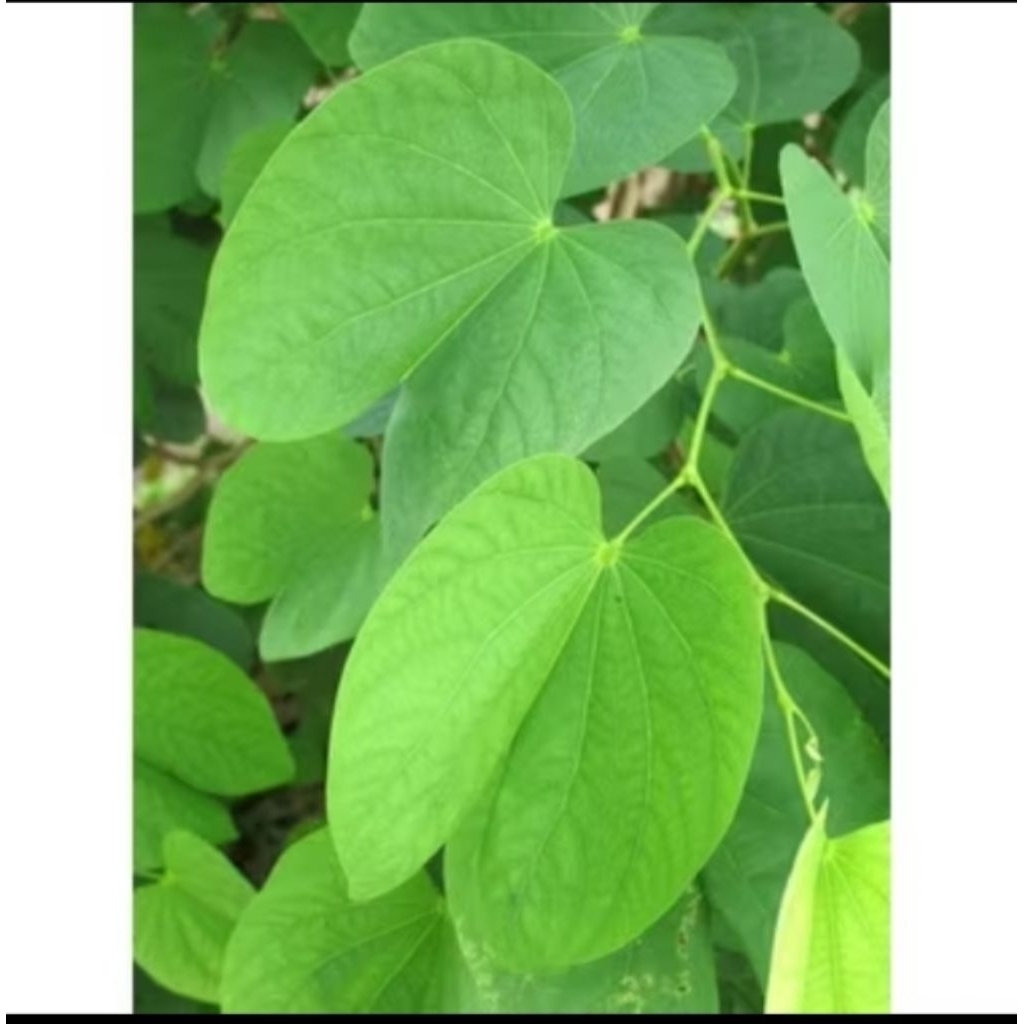 

50 Lembar daun kupu kupu herbal fresh petik