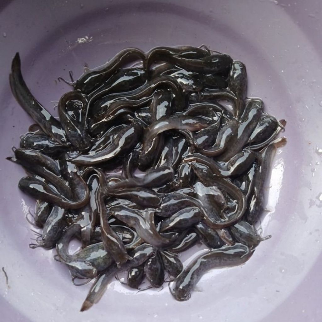 bibit lele size 3-4cm 1000ekor bonus pakan