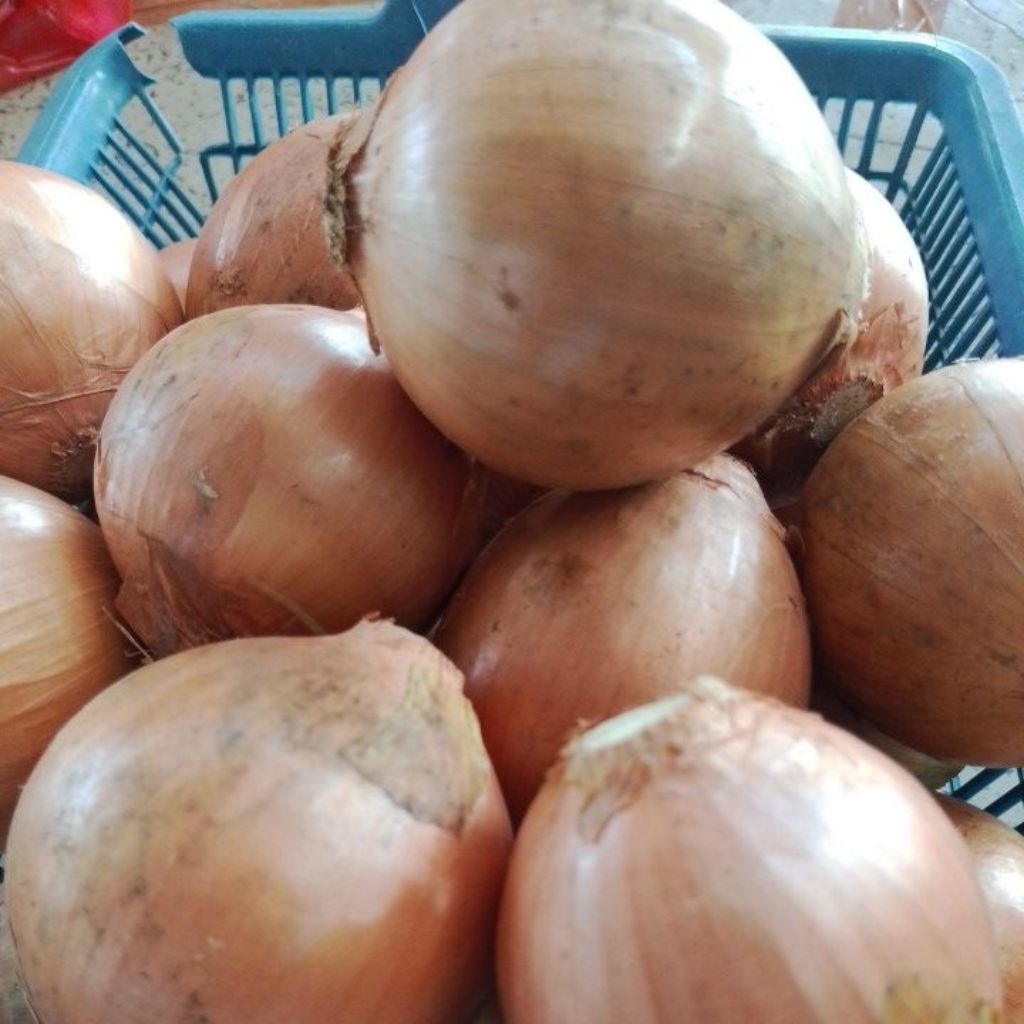 

Bawang Bombay Pilihan fresh 1 KG