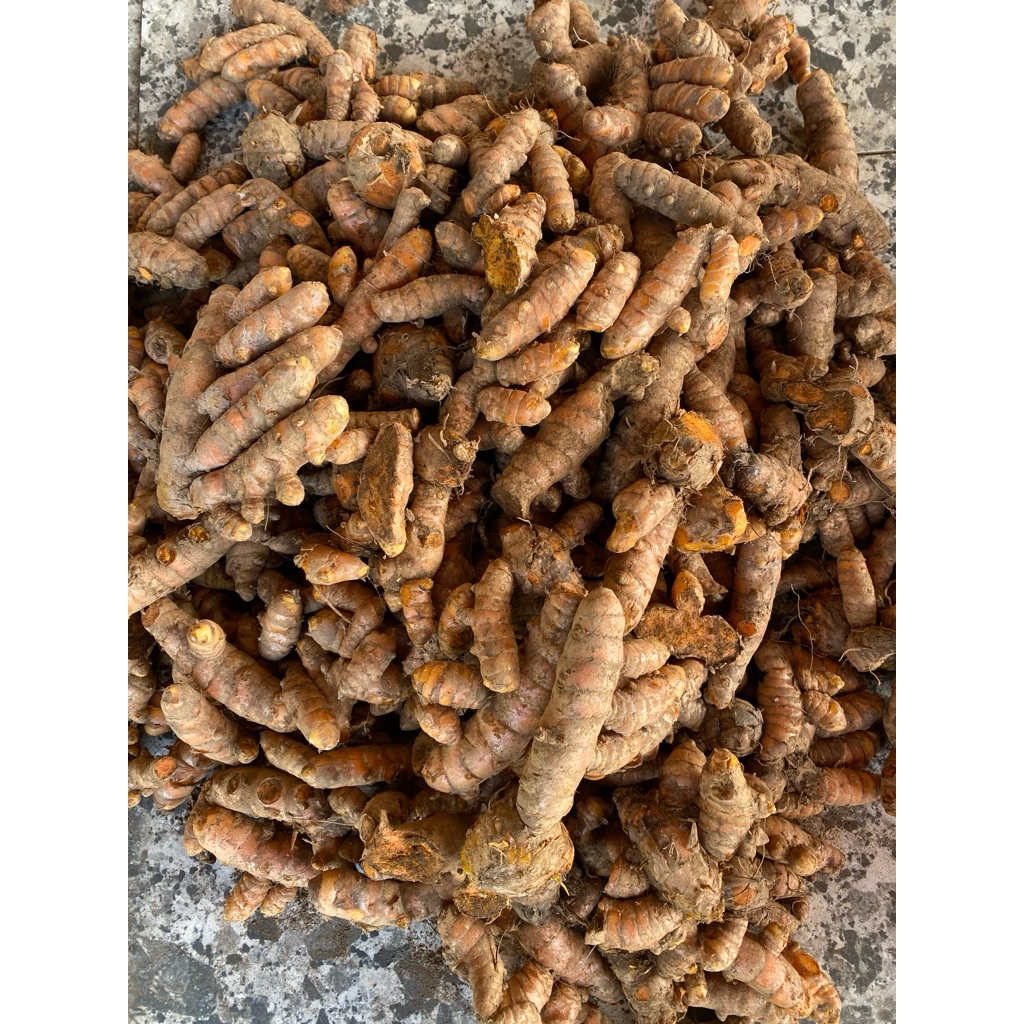 

Kunyit/Kunir Segar Rempah Bumbu Dapur Tumeric