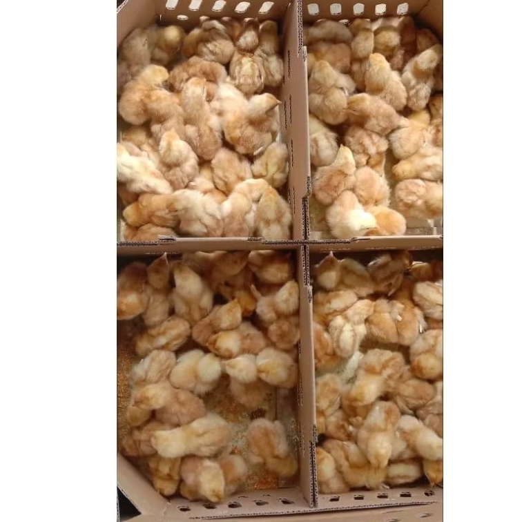 ECER AYAM LAYER PETELUR SUPER - SUDAH VAKSIN