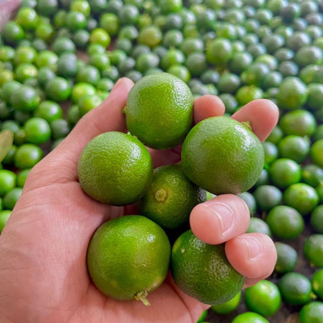 

1KG Jeruk sonkit fresh| Jeruk kasturi| Lemon cui