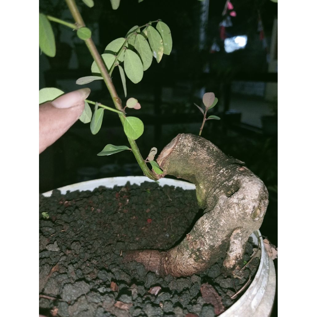 bahan bonsai ileng-ileng