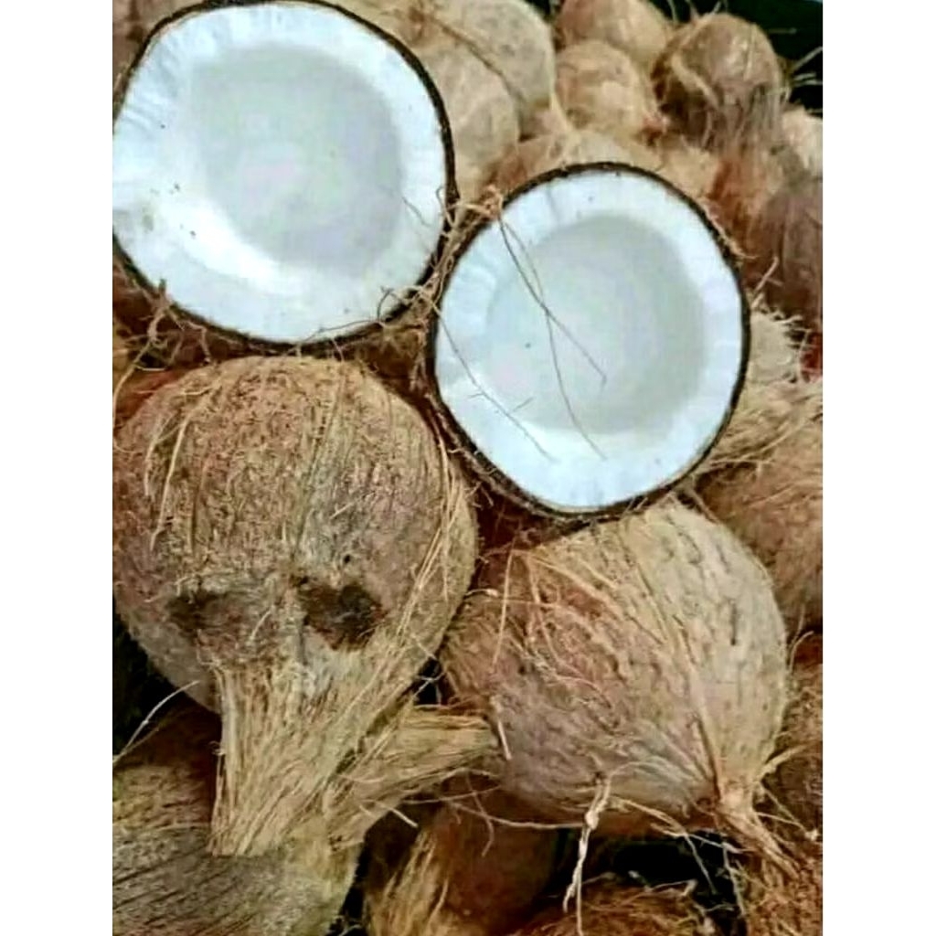 

Buah kelapa tua segar fresh kualitas terbaik utuh untuk santan/kelapa sayur
