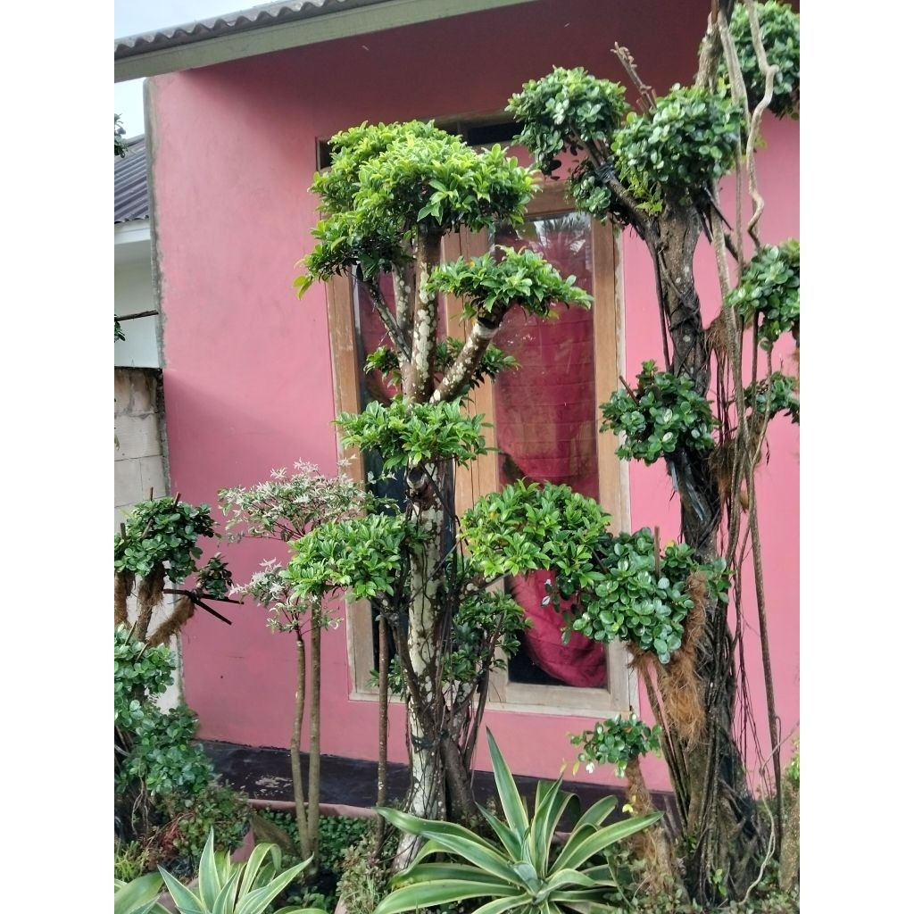 Bonsai taman beringin dolar Korea mikro bonsai taman jumbo, pohon bonsai besar,bonsai beringin besar