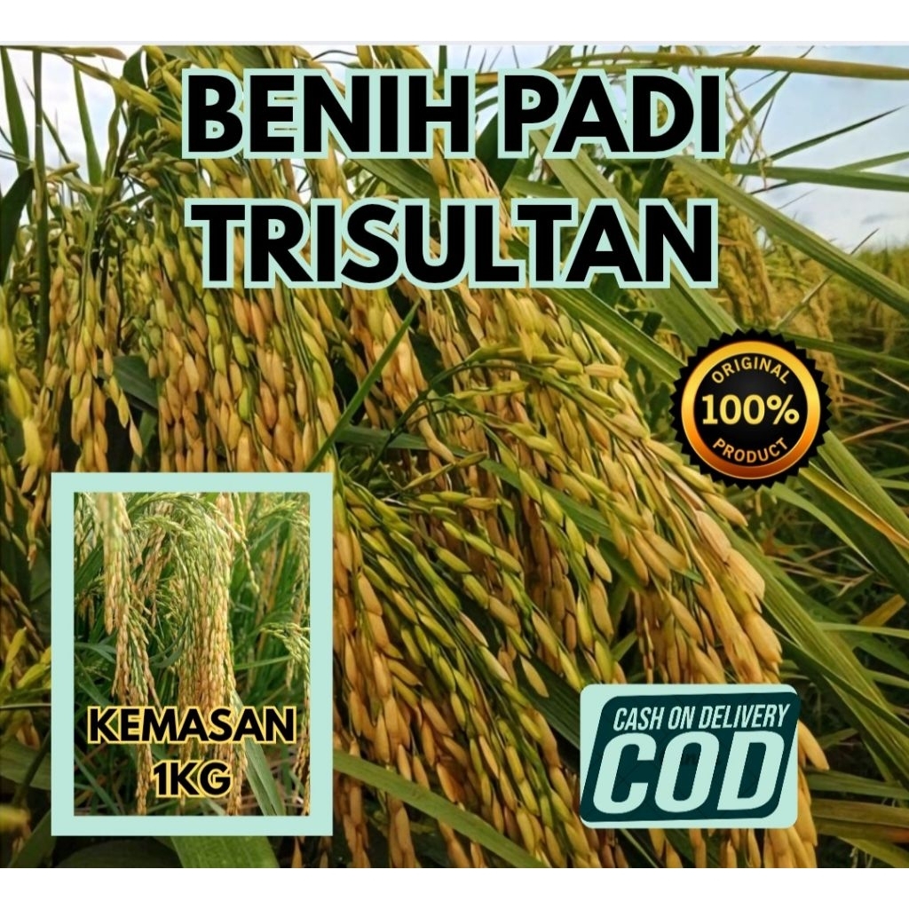 (1KG) BENIH PADI TRISULTAN Bibit Padi Berkualitas Super Unggul