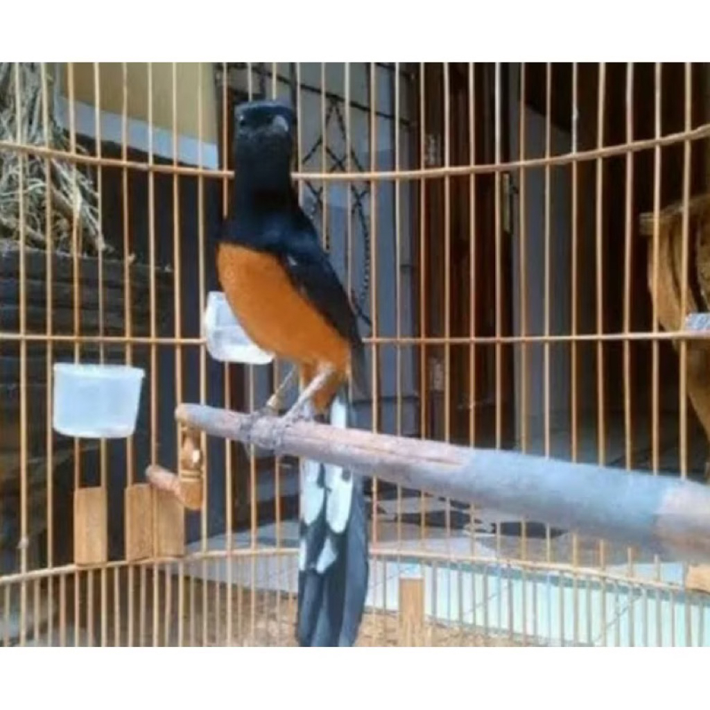 murai Medan pastol gacoran ekor panjang