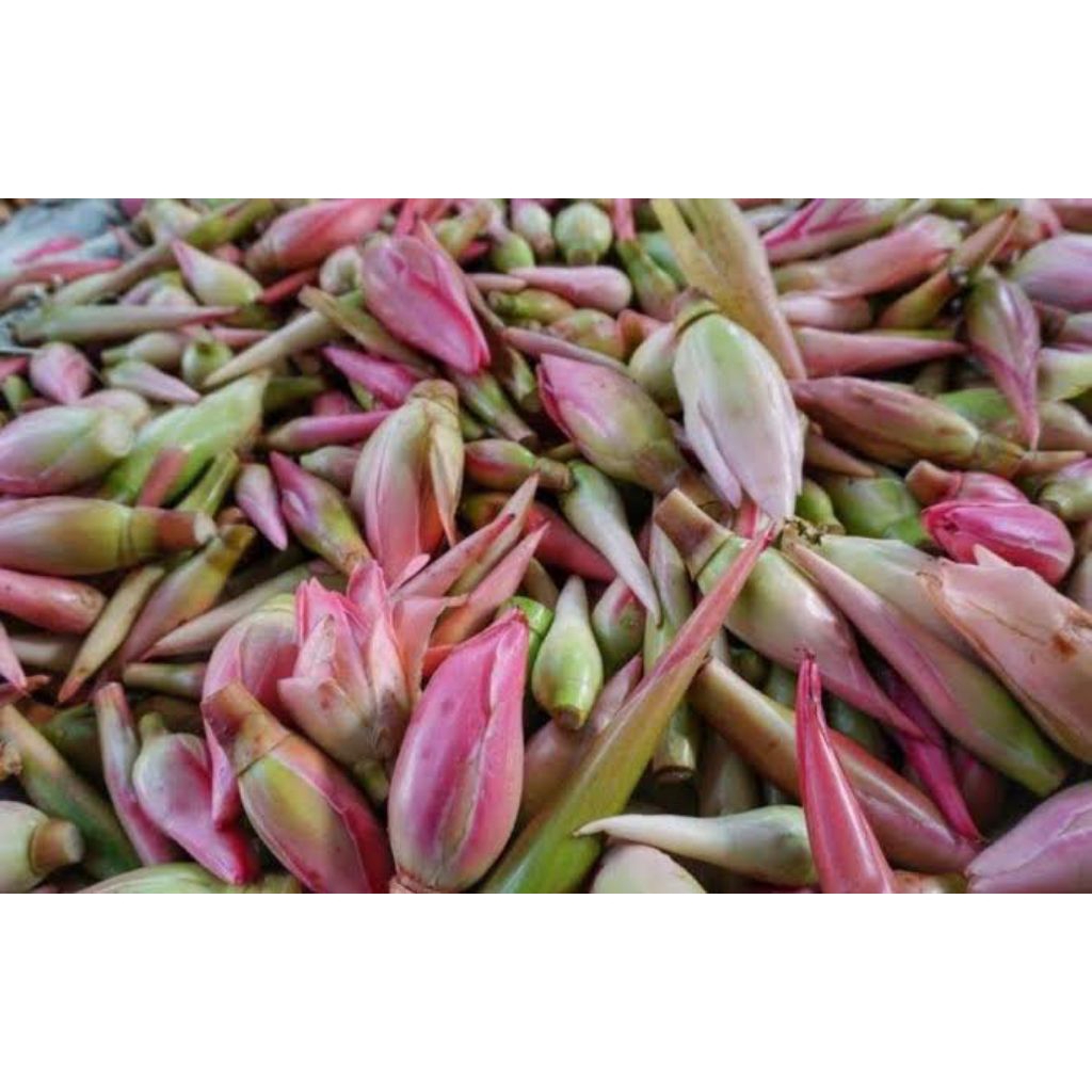 

Kecombrang Honje Kincung Segar Kiloan