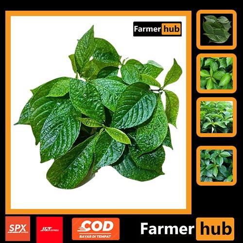 

Promo Daun keji Beling/Pecah Beling segar 500 gram herbal alami Farmer Hub